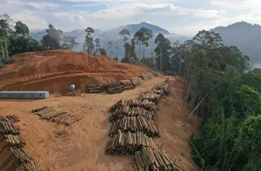 Deforestation