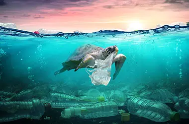 Plastic Pollution