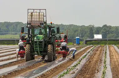 Cultivation