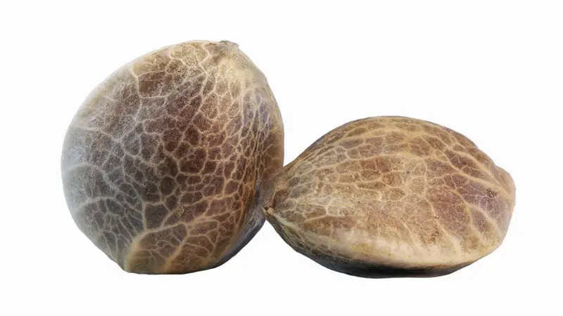 Hemp Seed